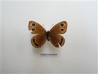 藏品(永澤蛇眼蝶)的圖片